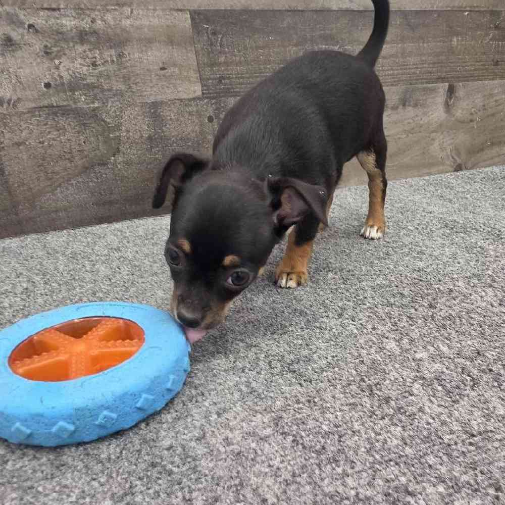 Male Chihuahua Puppy for Sale in Troy, MI