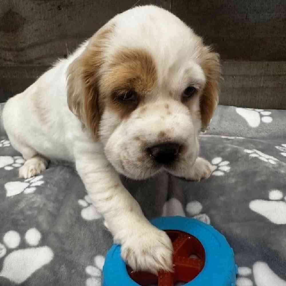 Female Mini Hippo Puppy for Sale in Troy, MI
