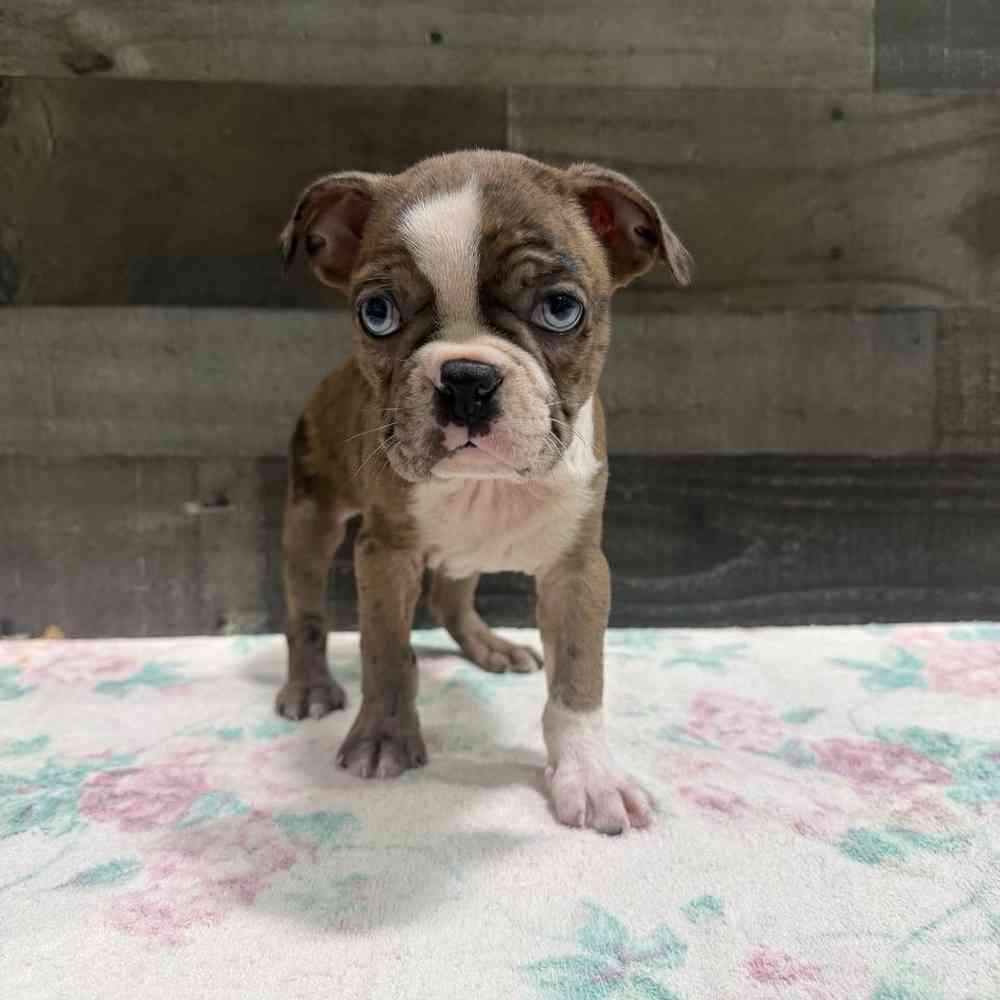 Image of a pet breed in the gallery