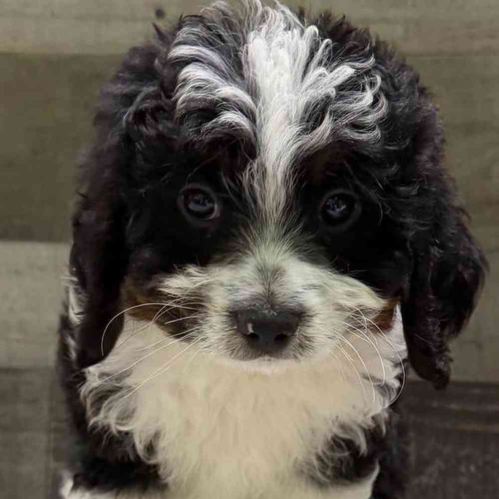 carousel pet images