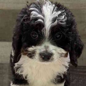 Mini Bernedoodle