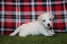 Bichon Frise