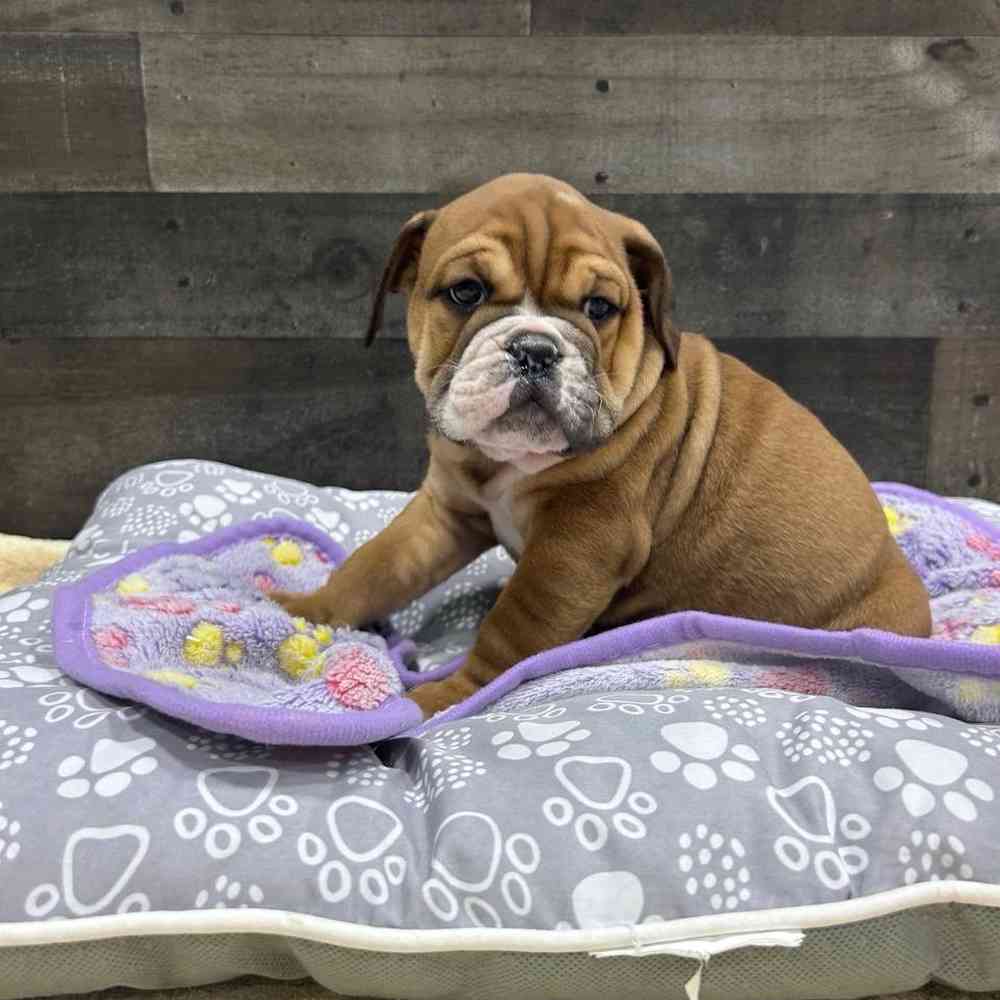 Image of a pet breed in the gallery