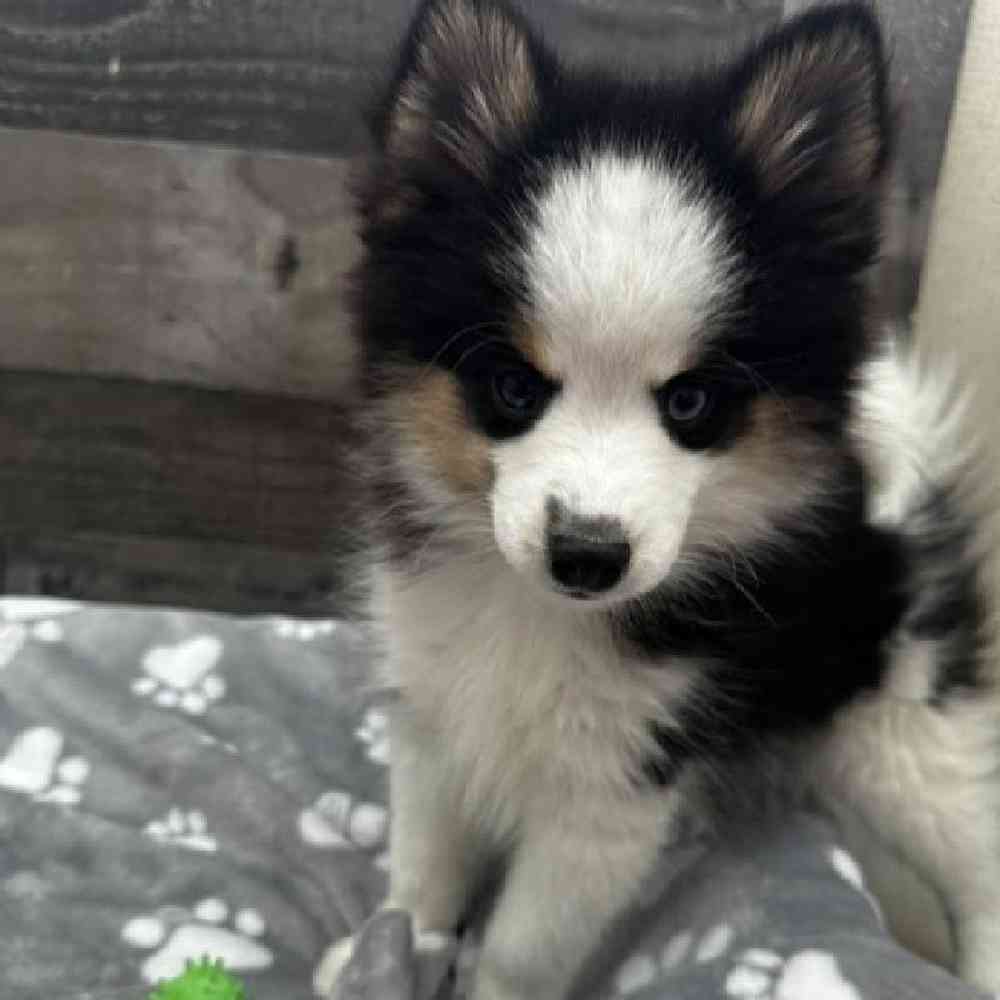 pet breed image