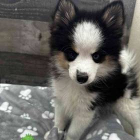 Pomsky