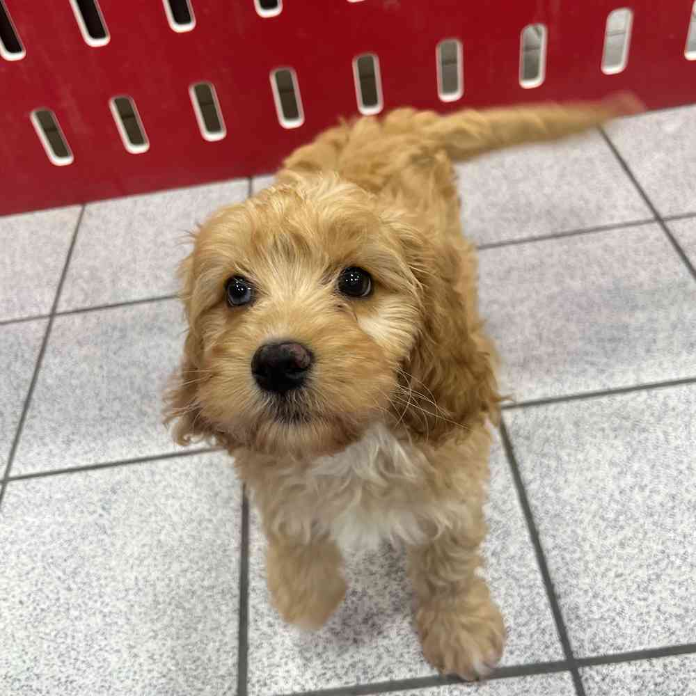 carousel pet images
