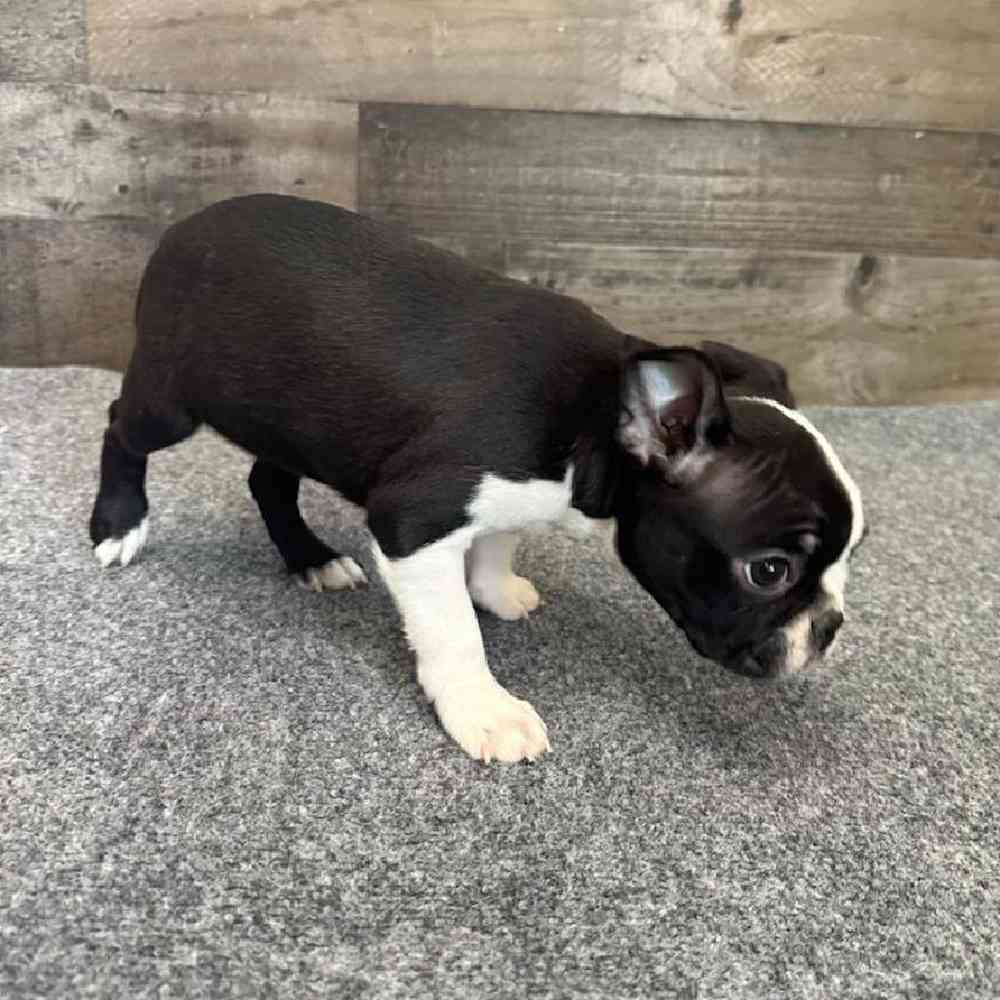 Female Boston Terrier Puppy for Sale in Troy, MI