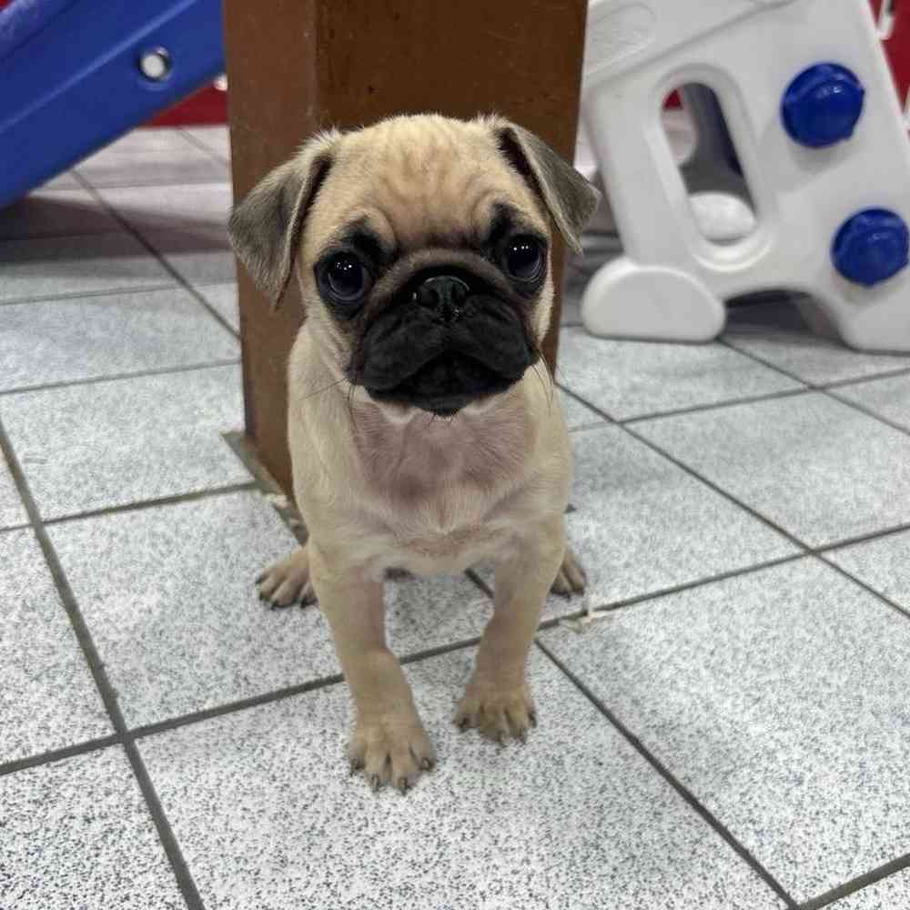 Image of a pet breed in the gallery