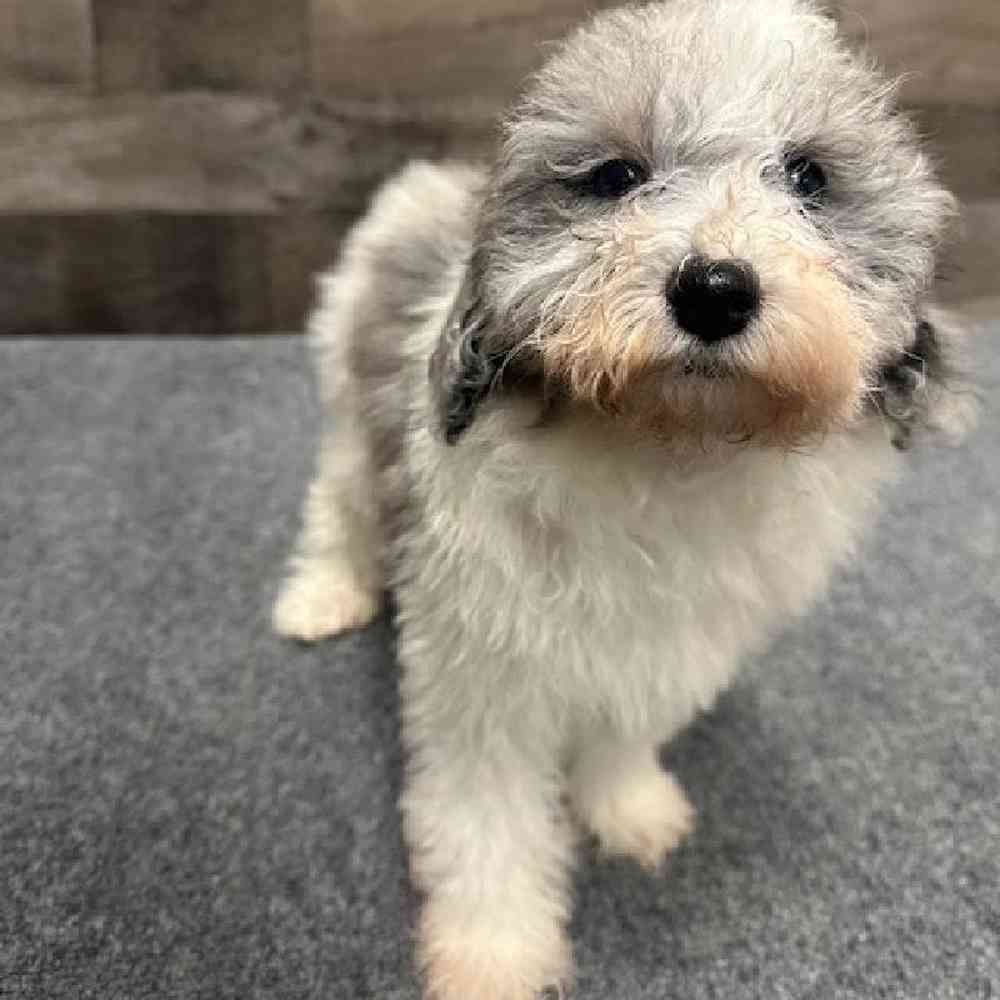 Male Cavapoo Puppy for Sale in Troy, MI