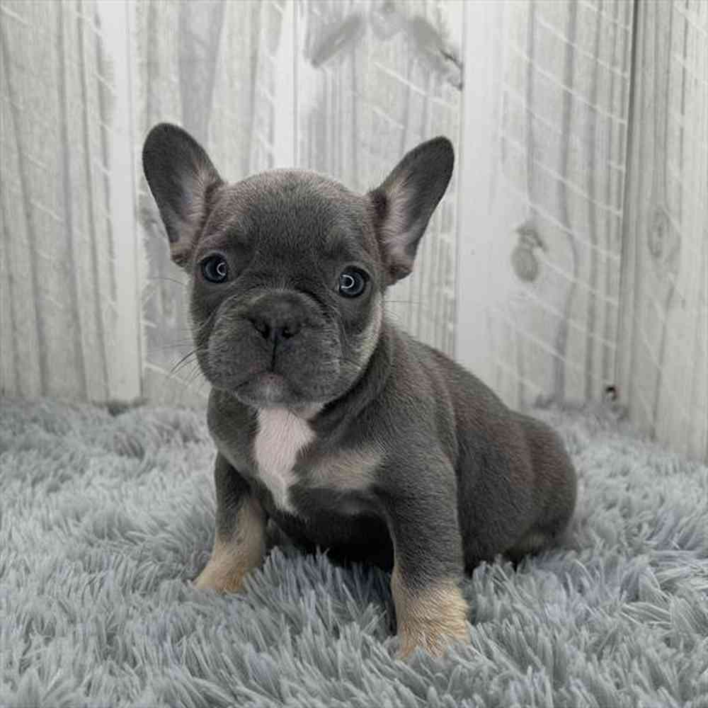 pet breed image