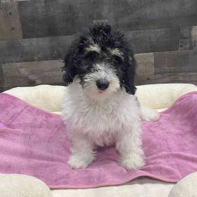 Mini Bernedoodle