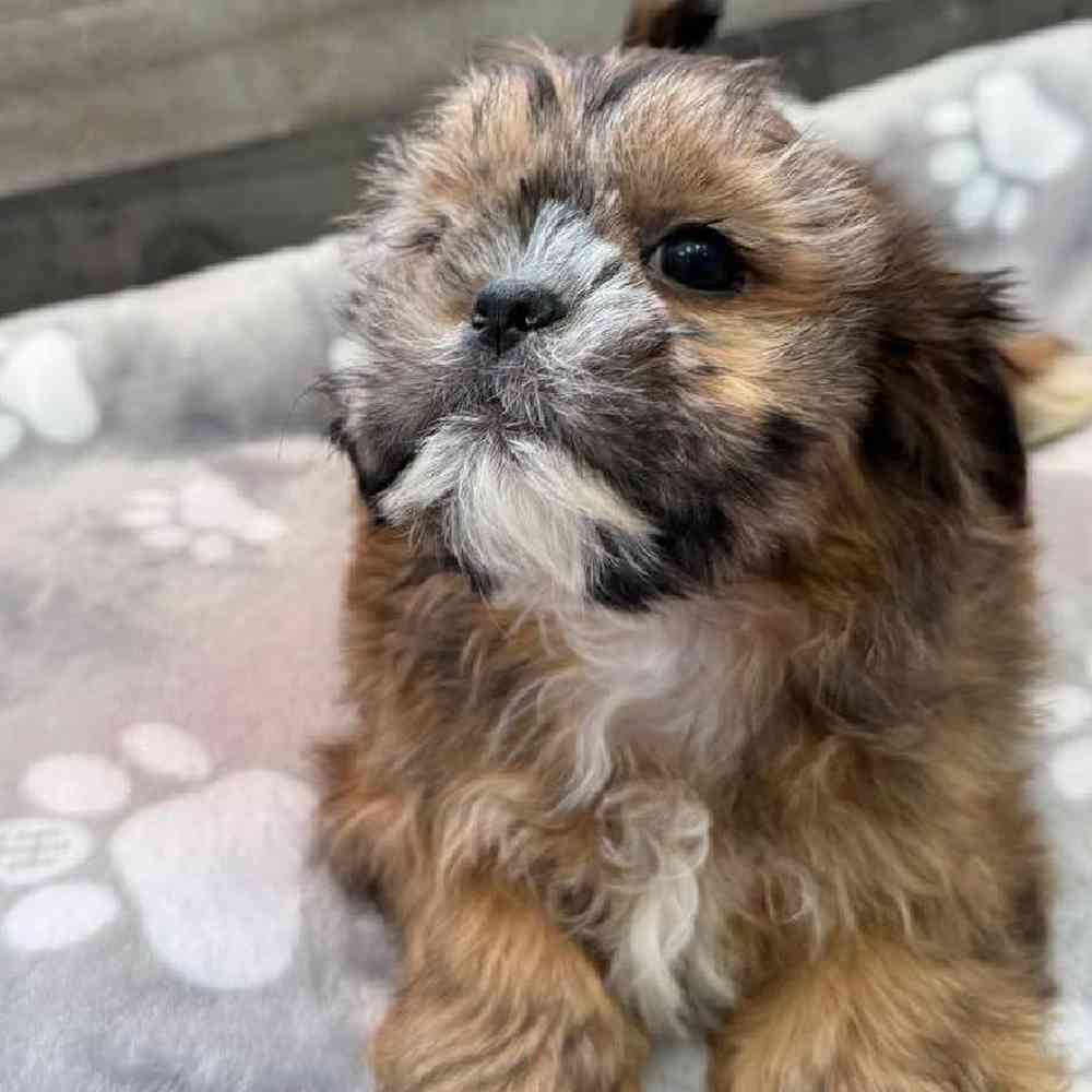 Male Shih Tzu Puppy for Sale in Troy, MI