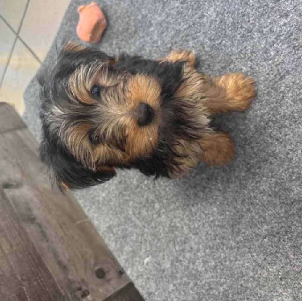 Male Yorkie Puppy for Sale in Troy, MI
