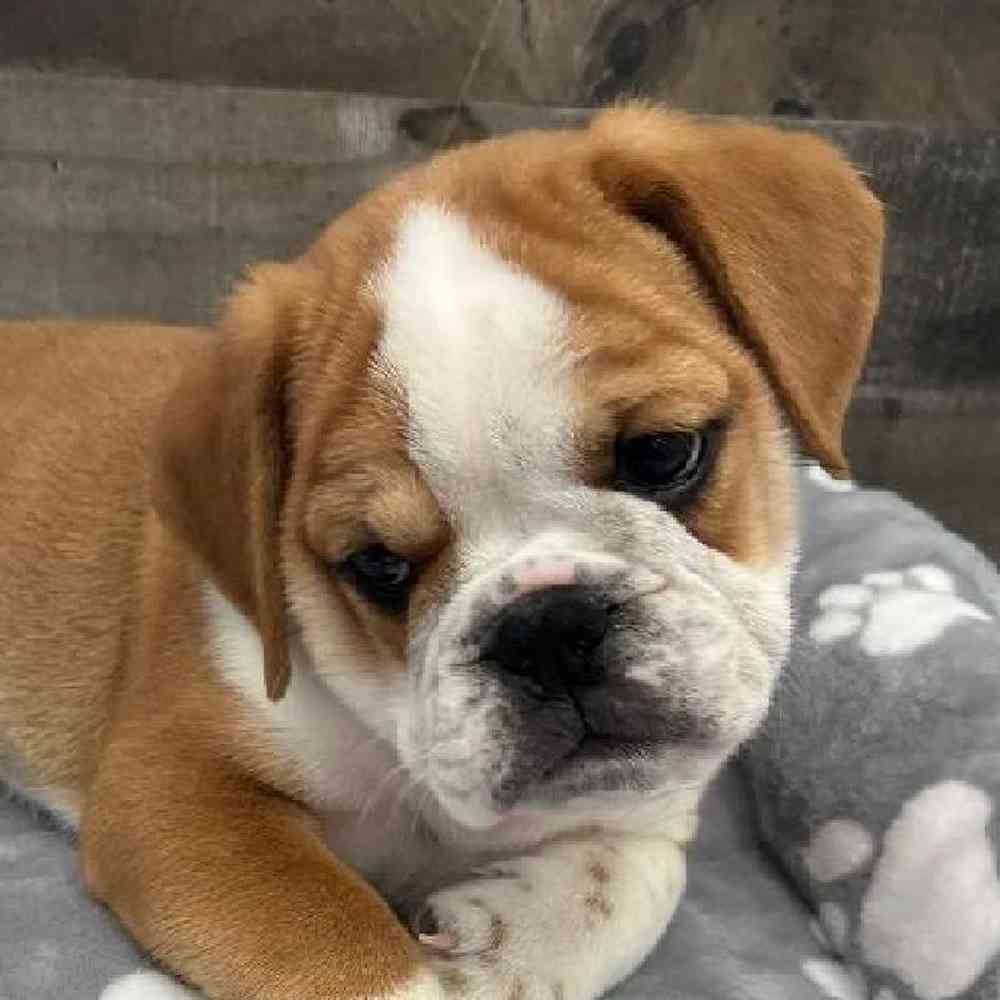 Male Mini Bullies Puppy for Sale in Troy, MI