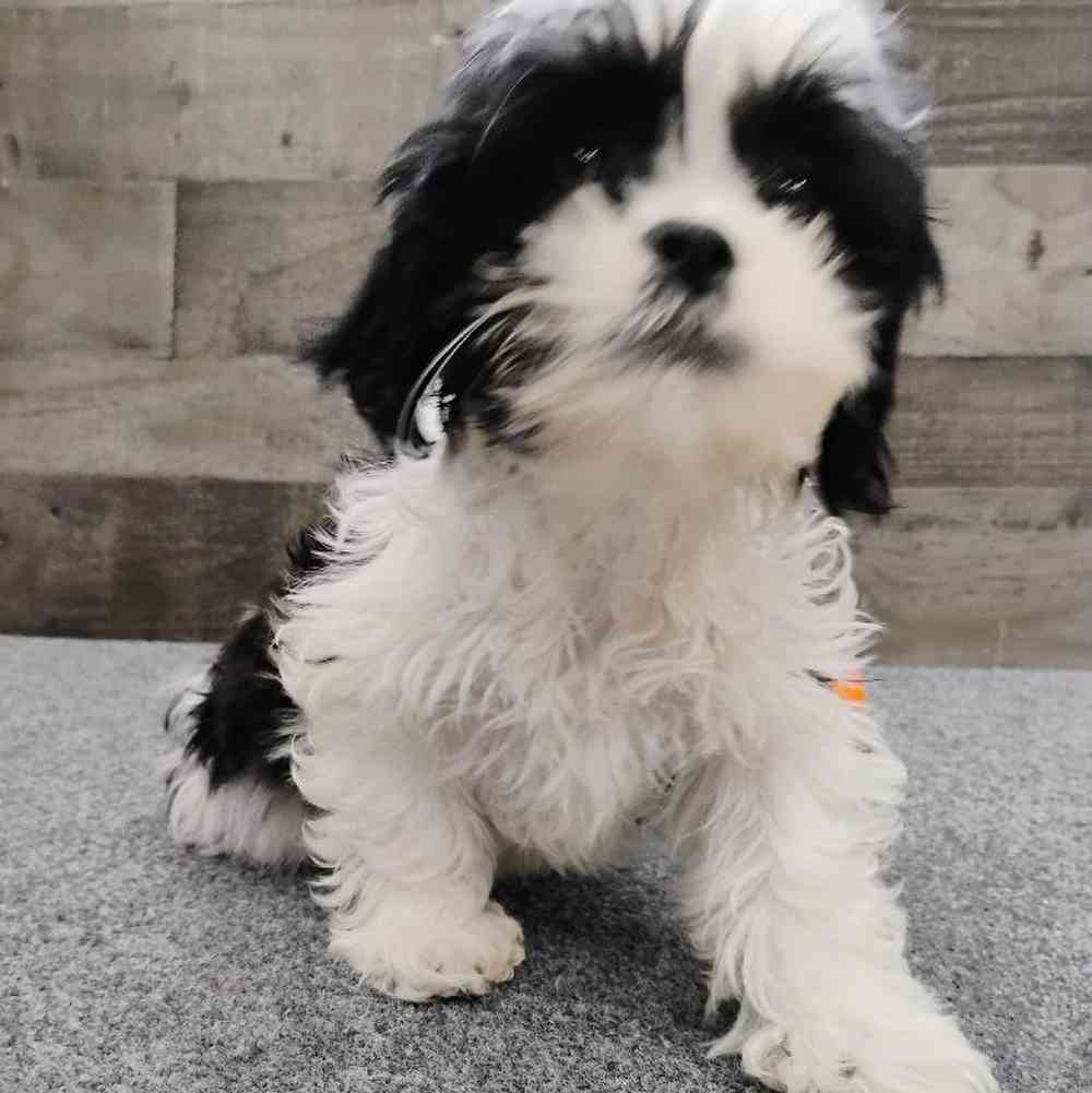 Female Shih Tzu Puppy for Sale in Troy, MI