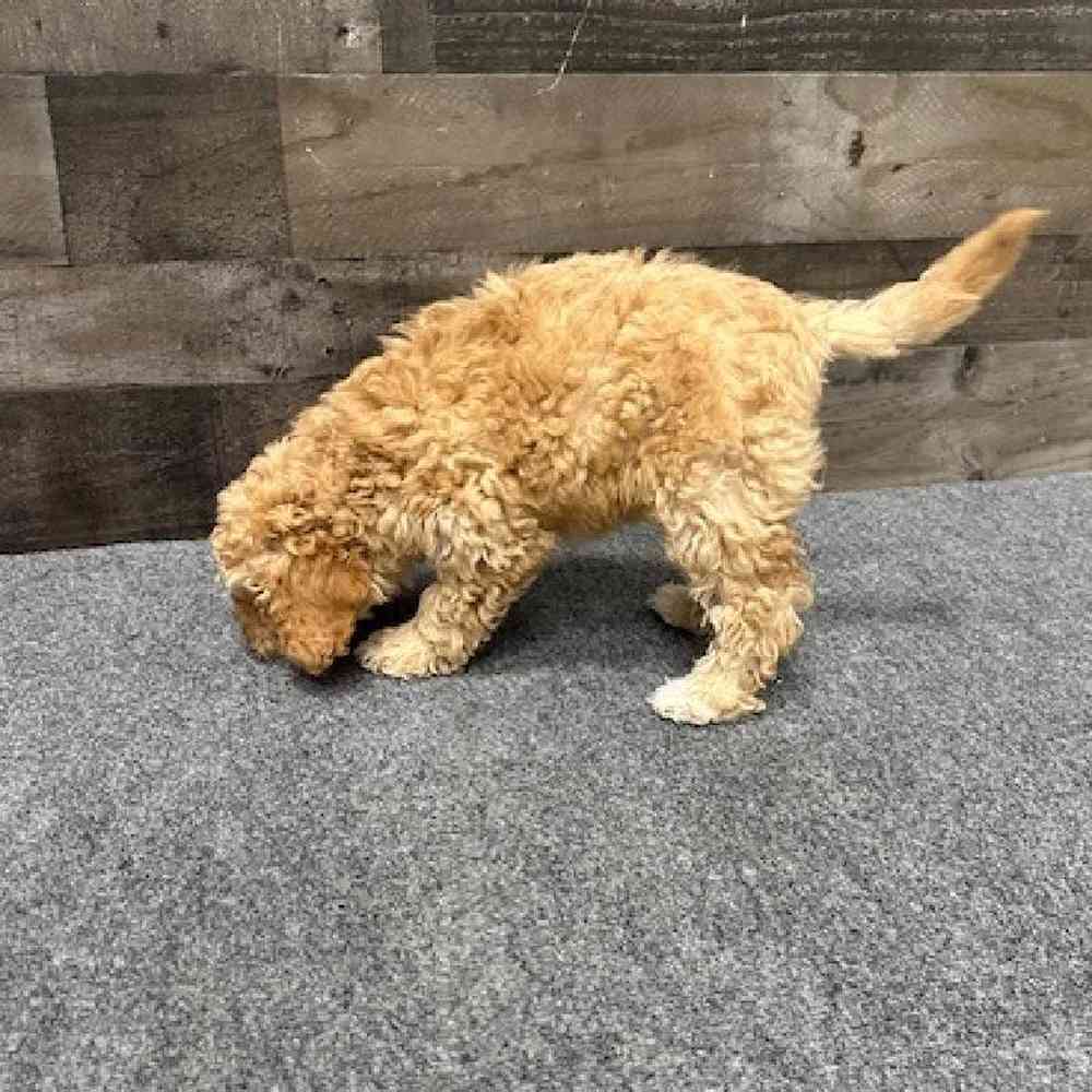 Male Mini Poodle Puppy for Sale in Troy, MI