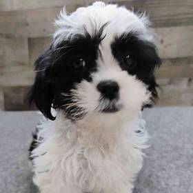 Shih Tzu