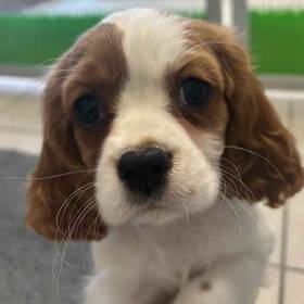 Cavalier King Charles Spaniel