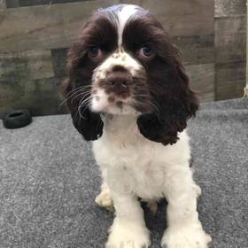 Cocker Spaniel