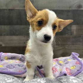 Pembroke Welsh Corgi