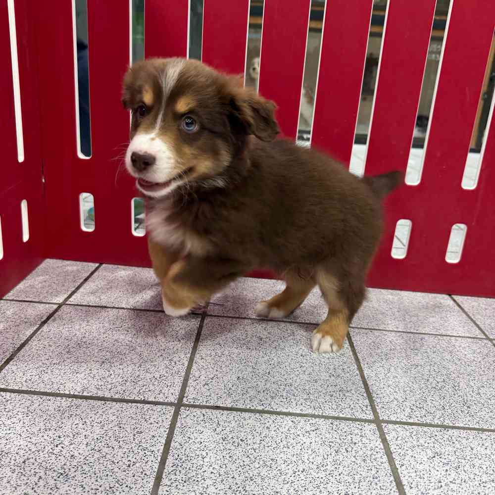 Image of a pet breed in the gallery