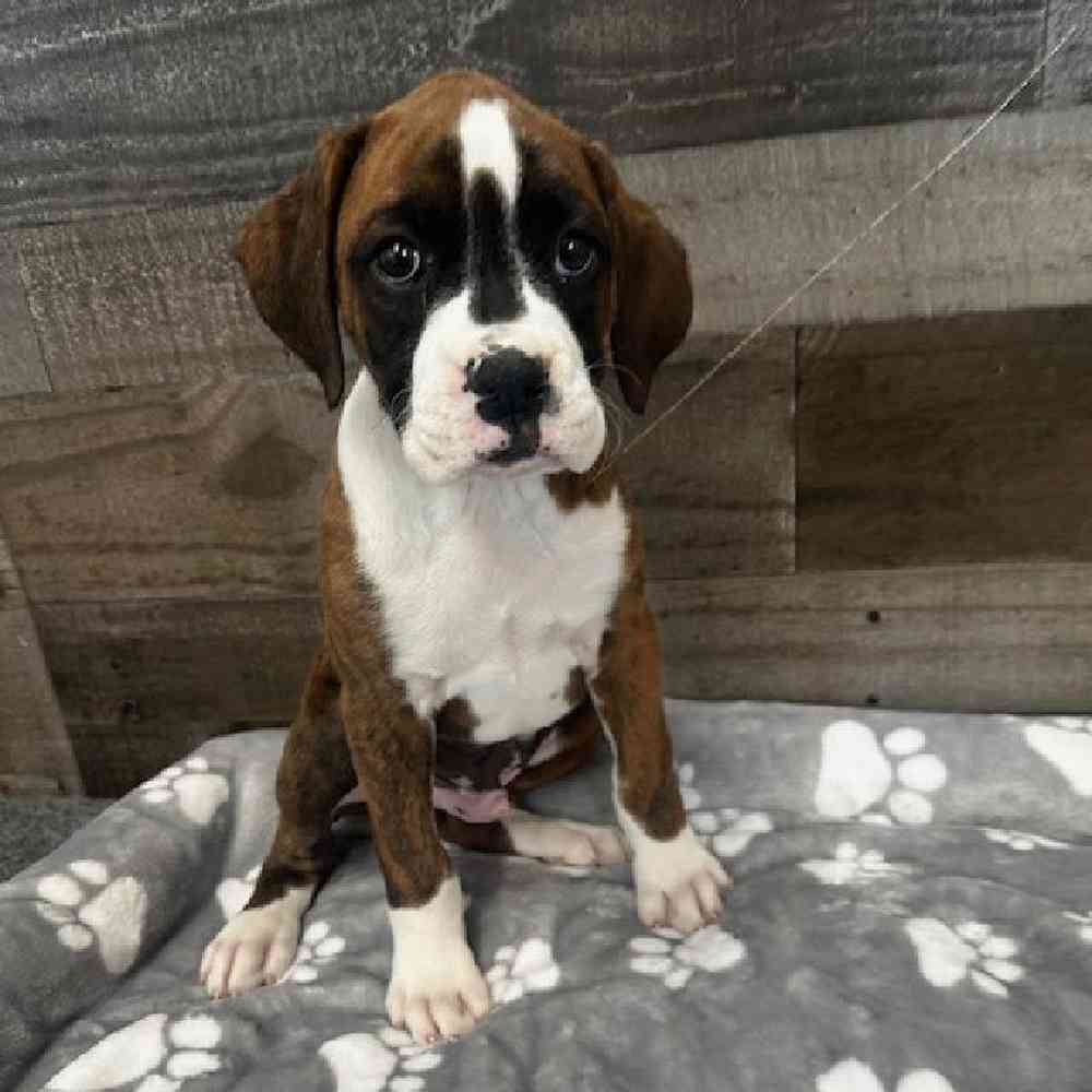 Male Boxer Puppy for Sale in Troy, MI