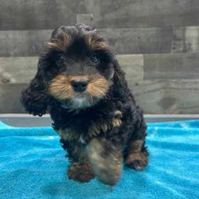 Cavapoo