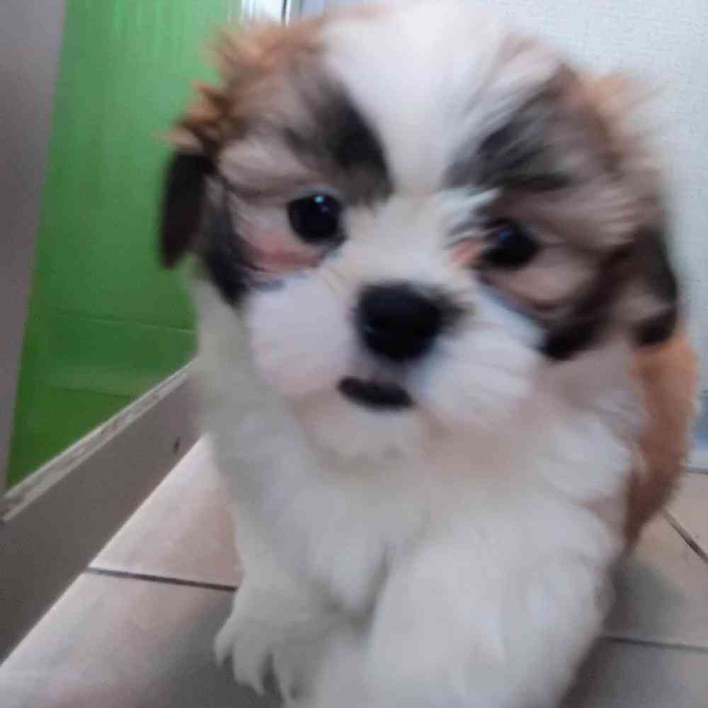 Male Shih Tzu Puppy for Sale in Troy, MI