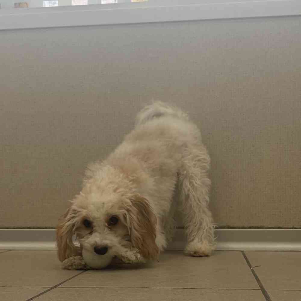 Male Cavapoo Puppy for Sale in Troy, MI