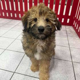 Yorkie-Poo