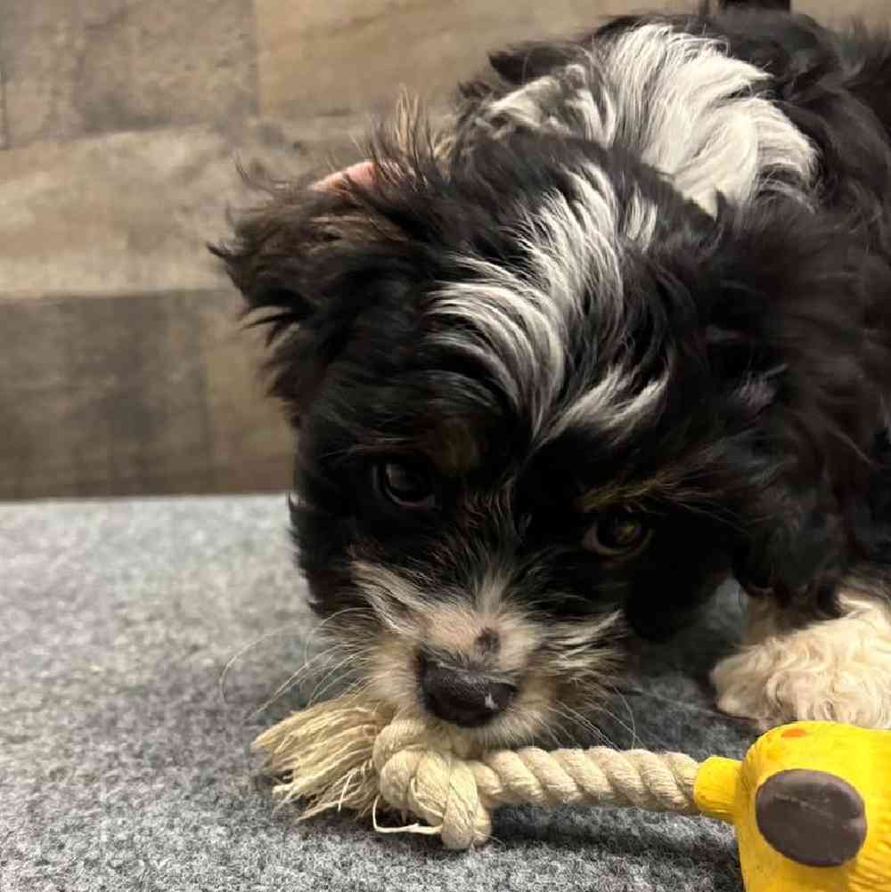 Male Mini Bernedoodle Puppy for Sale in Troy, MI