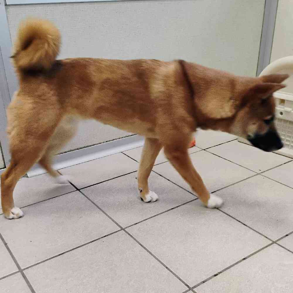 Male Shiba Inu Puppy for Sale in Novi, MI