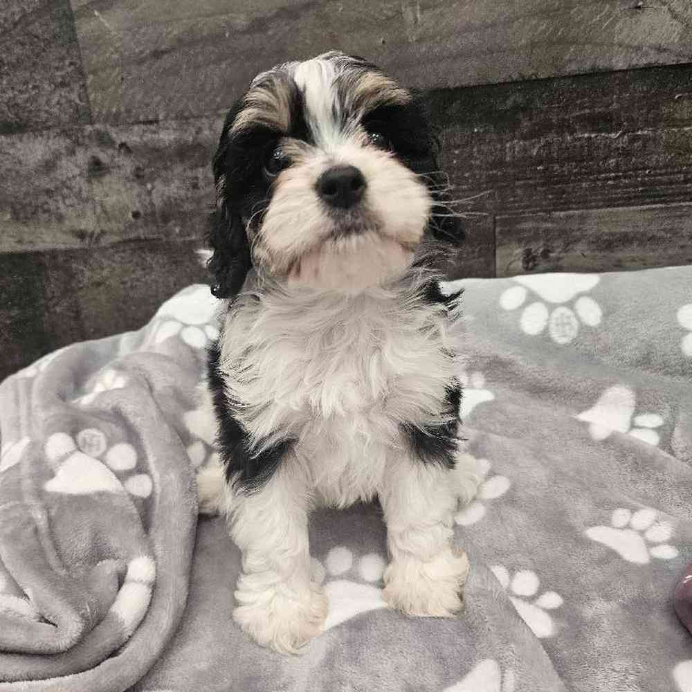 Male Cavapoo Puppy for Sale in Troy, MI