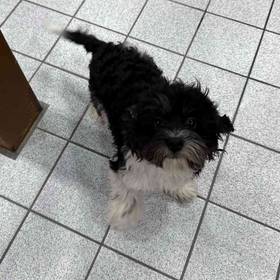 Cavapoo