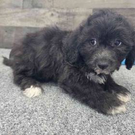 Shih Tzu-Bichon