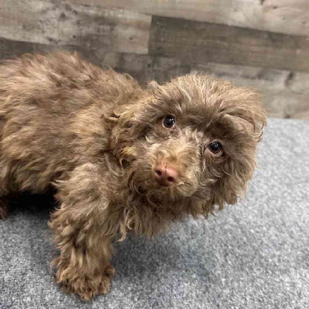 Male Poodle Toy Puppy for Sale in Troy, MI