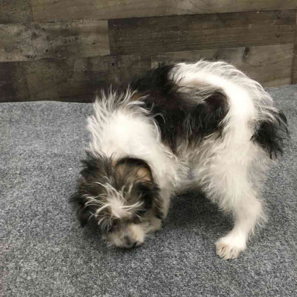 Image of a pet breed in the gallery