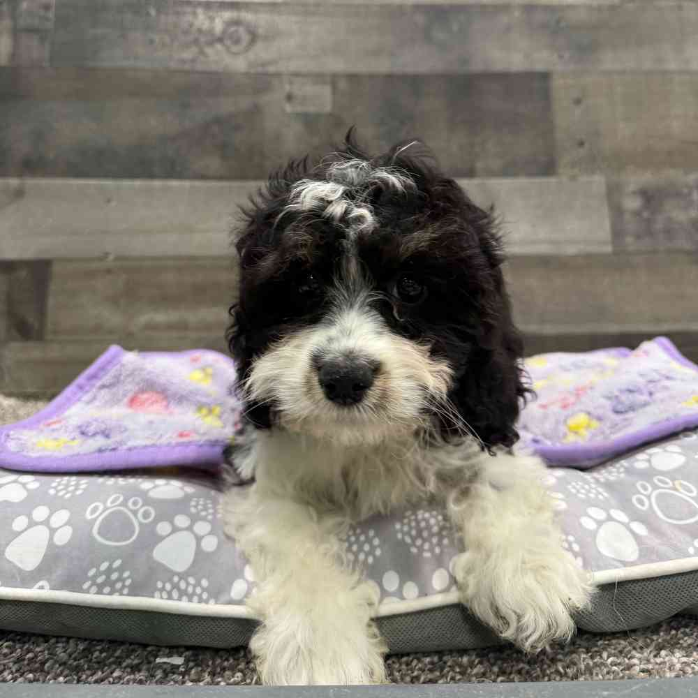 Image of a pet breed in the gallery