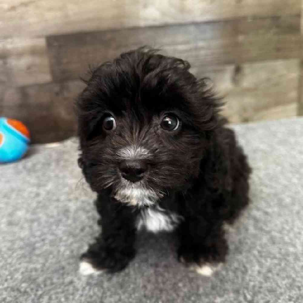 Male Cavachon Puppy for Sale in Troy, MI