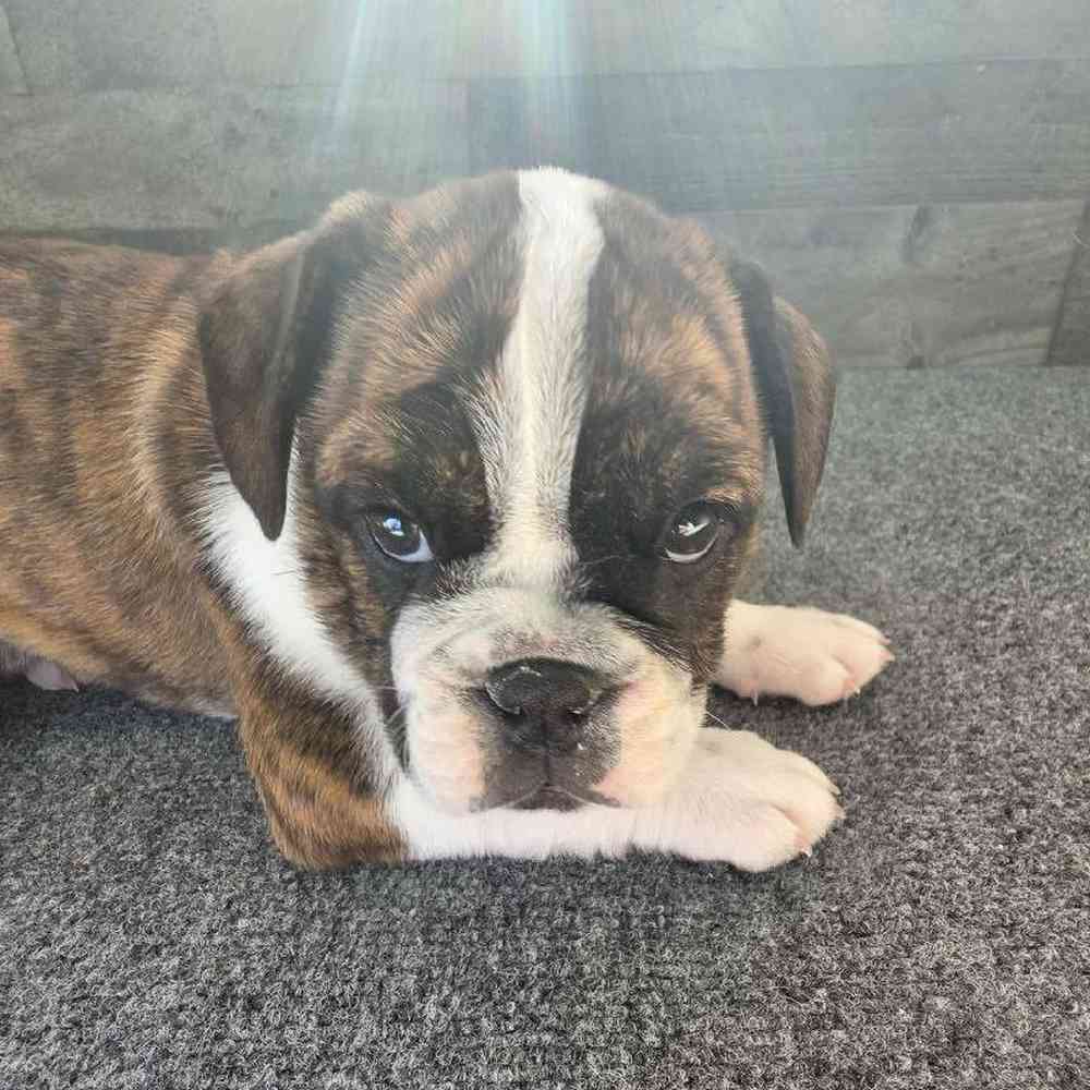 Female Bulldoggle Puppy for Sale in Troy, MI