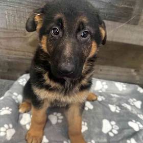 German Shepherd