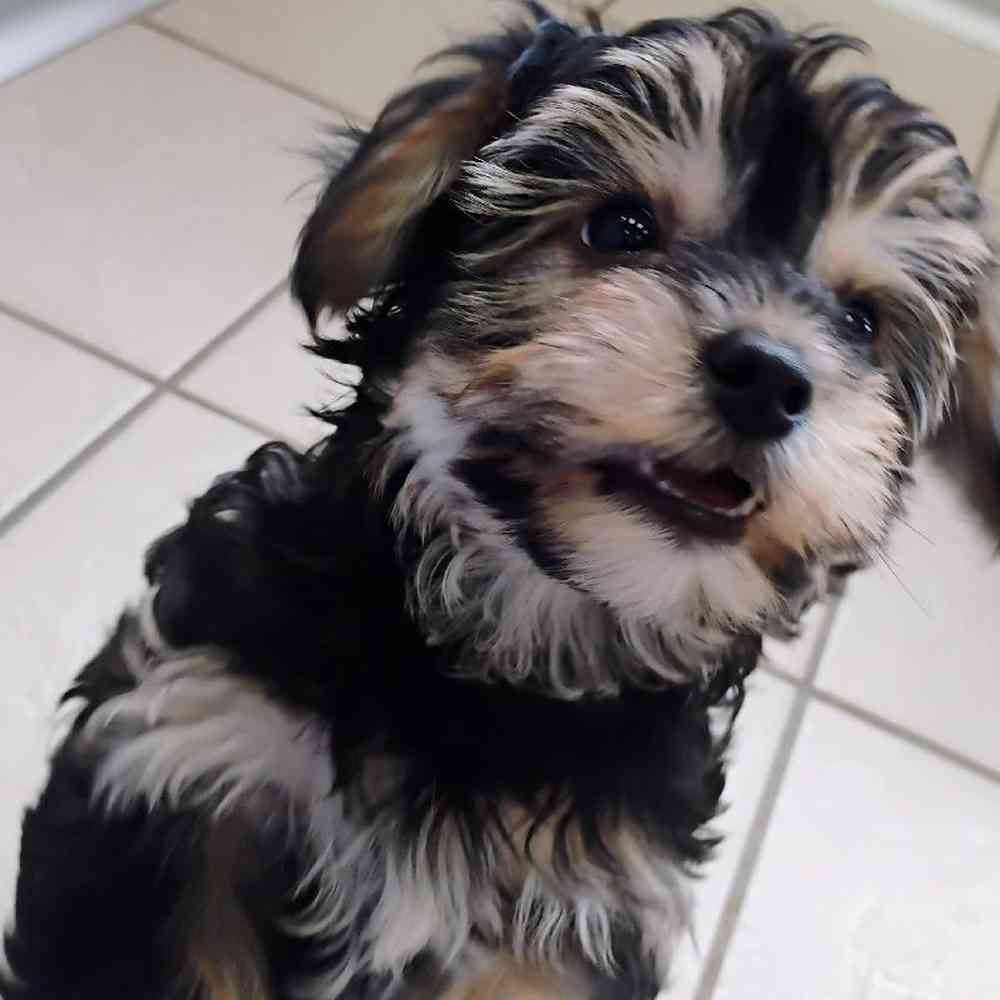 Male Yochon Puppy for Sale in Troy, MI