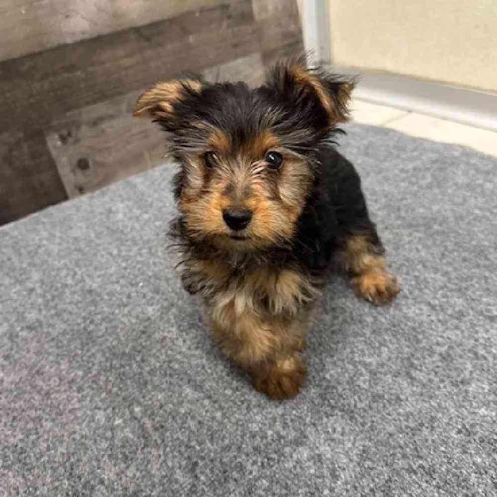 Female Yorkie Puppy for Sale in Troy, MI
