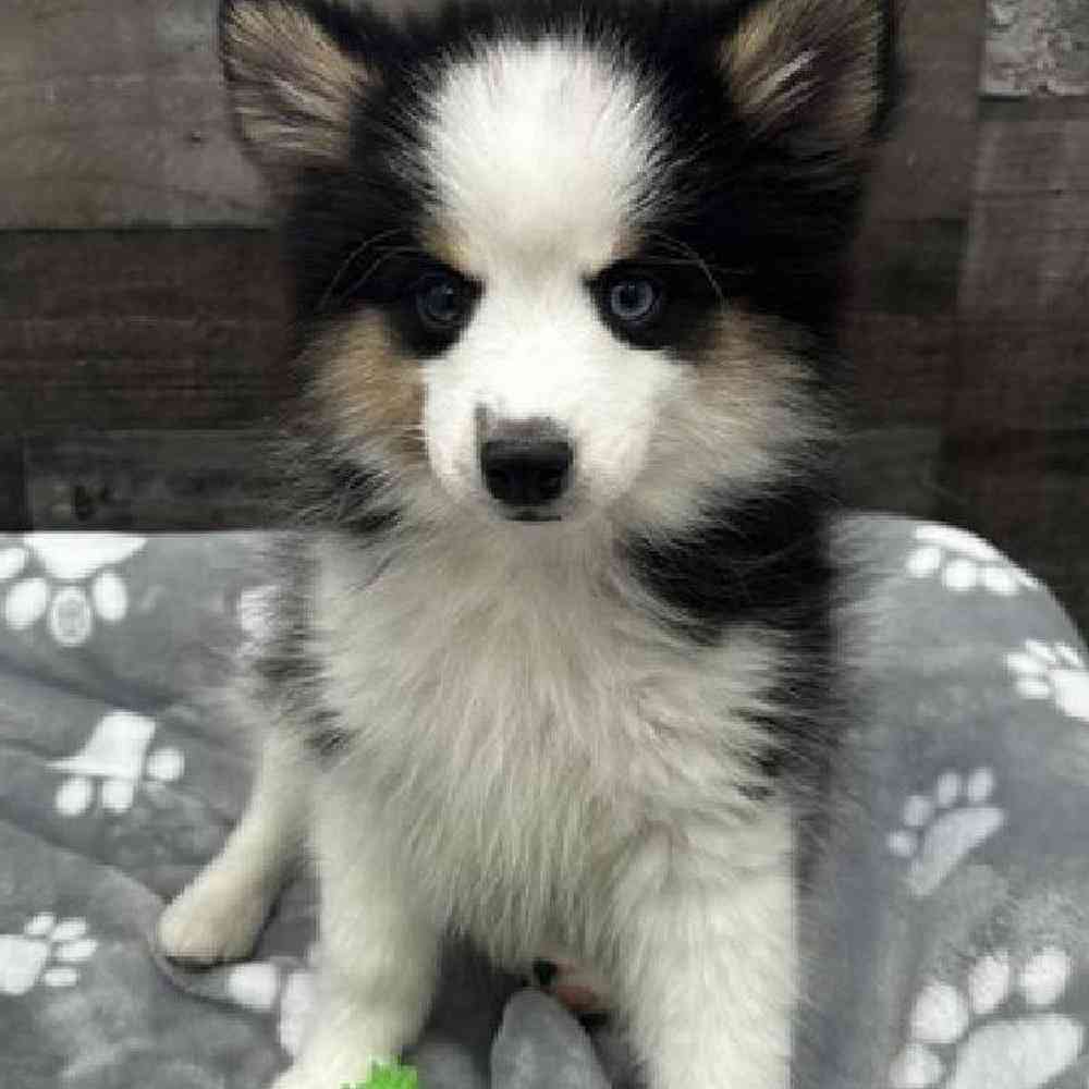 Male Pomsky Puppy for Sale in Troy, MI