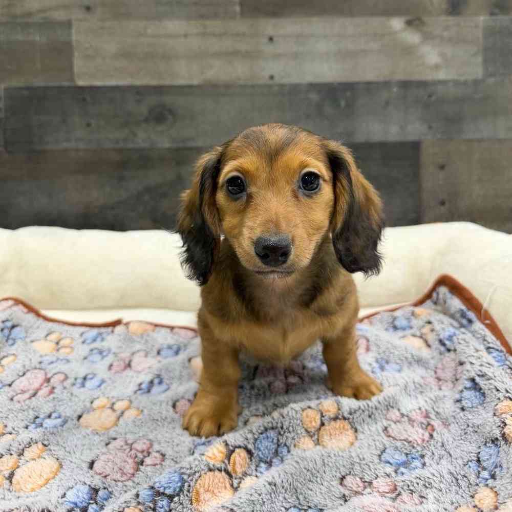 Image of a pet breed in the gallery