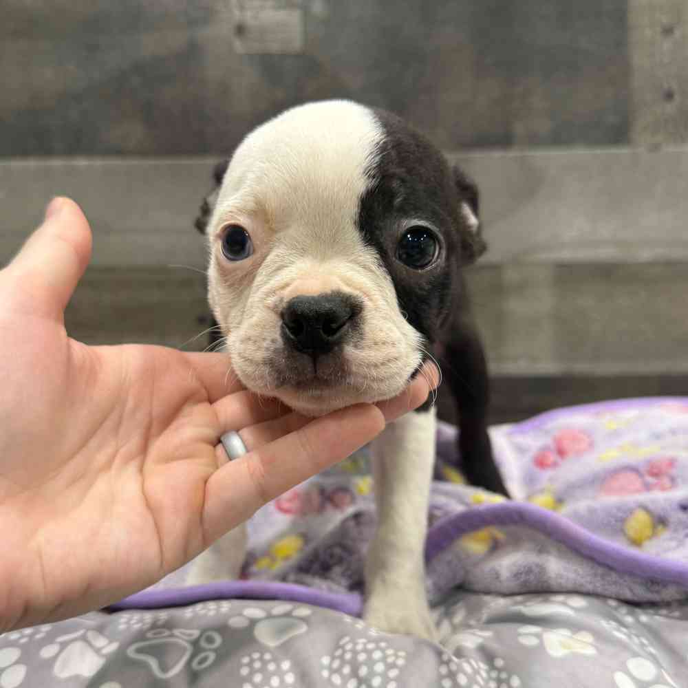 Image of a pet breed in the gallery