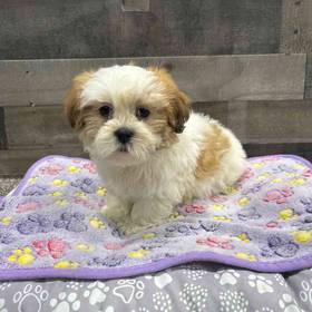Shih Tzu-Bichon