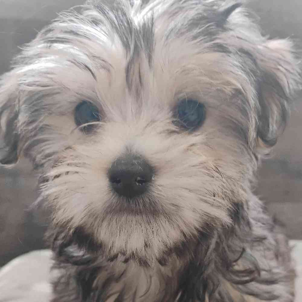 Image of a pet breed in the gallery