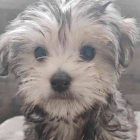 Yorkie