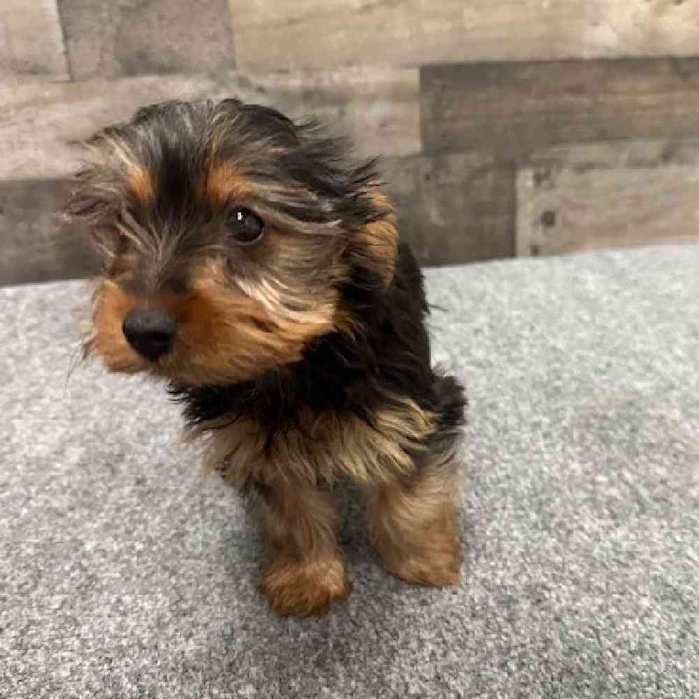 Female Yorkie Puppy for Sale in Troy, MI